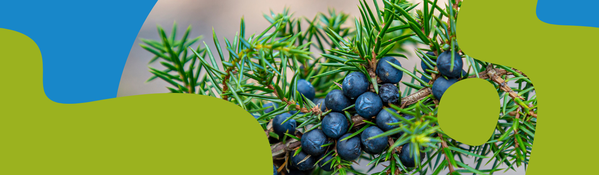 Juniper Essential Oil: Properties & Uses