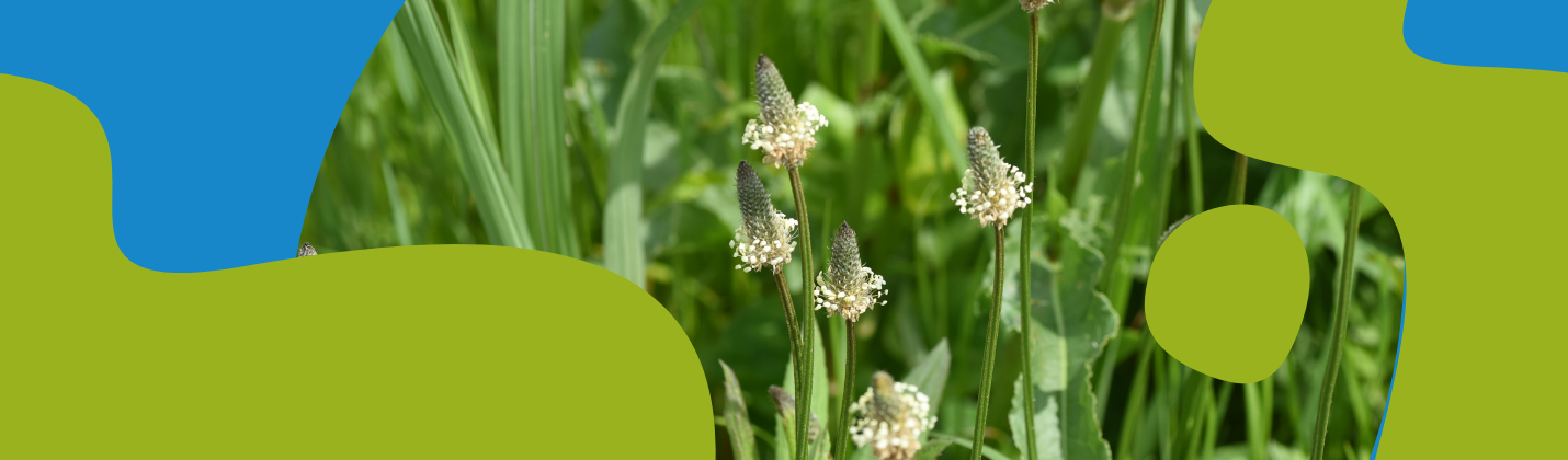 Ribwort Plantain: Properties, Joint Health & Uses