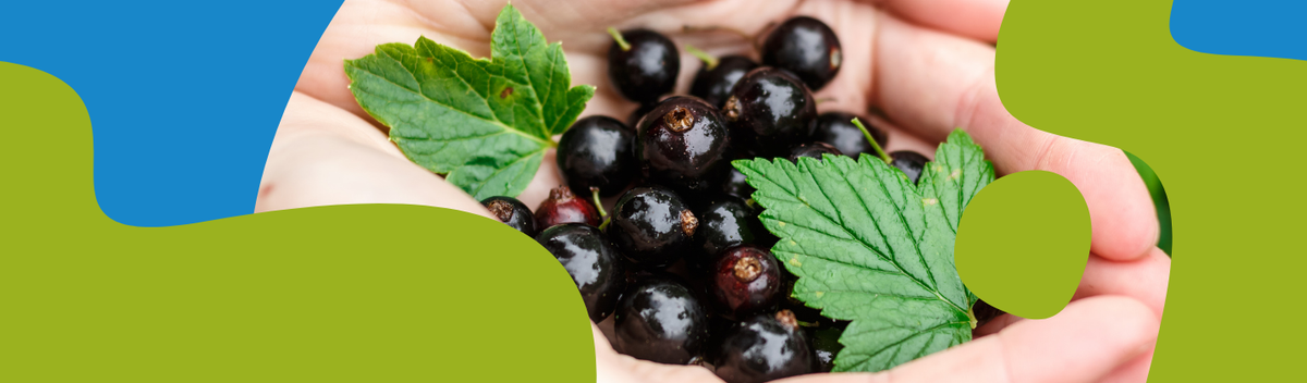 Blackcurrant Juice: Recipe, Benefits & Storage Guide