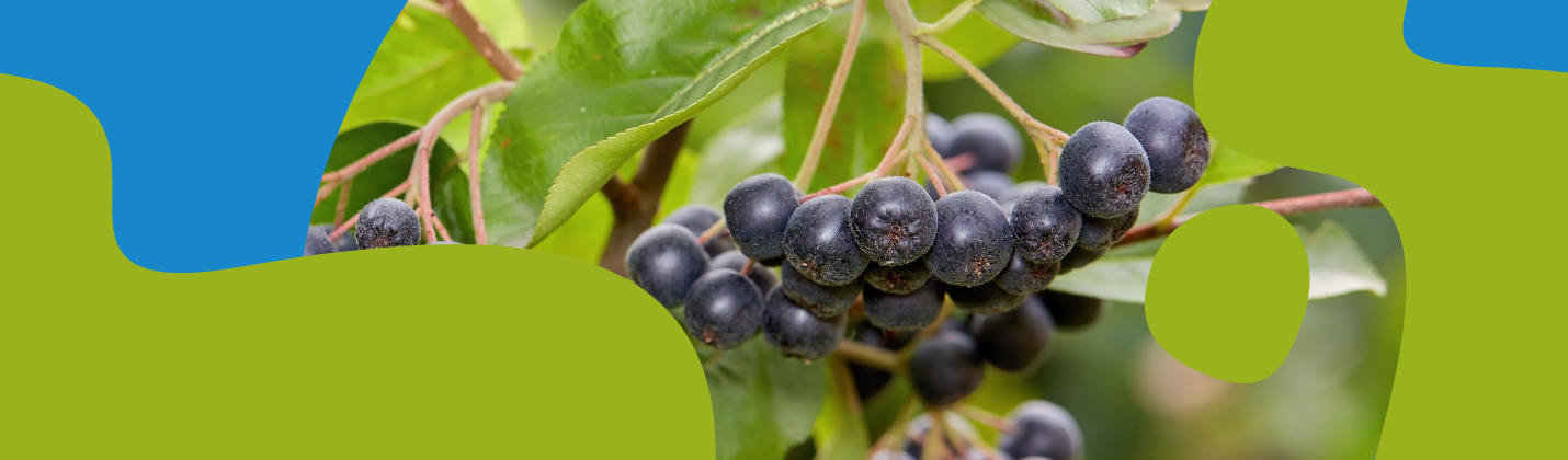 Aronia (Chokeberry): Health Benefits & Uses Guide