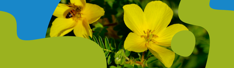 Tribulus Terrestris: Benefits, Uses & Dosage Guide